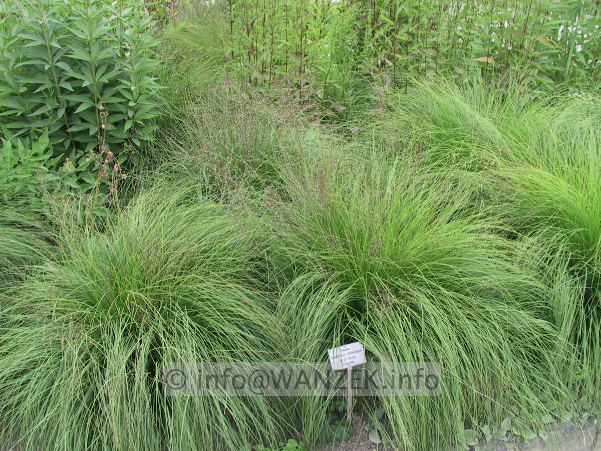 Sporobolus heterolepis 01.JPG